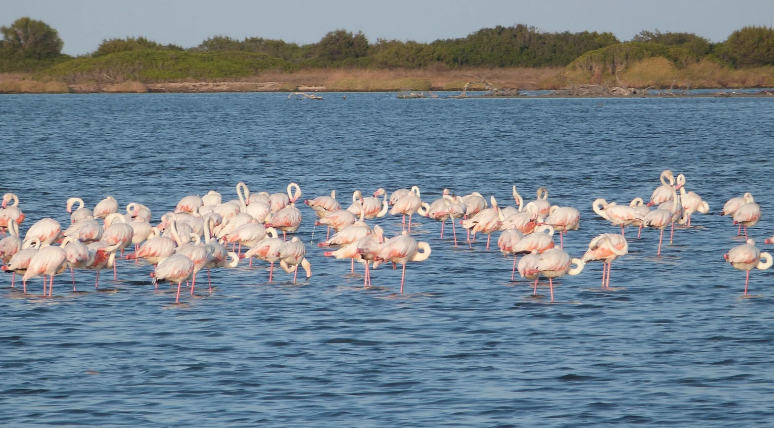 Fenicotteri rosa sullo stagno di San Teodoro